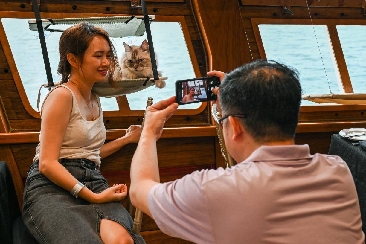 Este barco ya ha paseado a más de 2,000 perros desde 2001. Para los <b>gatos</b>, ya se han vendido cientos de billetes, a un precio de 225 dólares de Singapur (166 dólares estadounidenses) por persona.