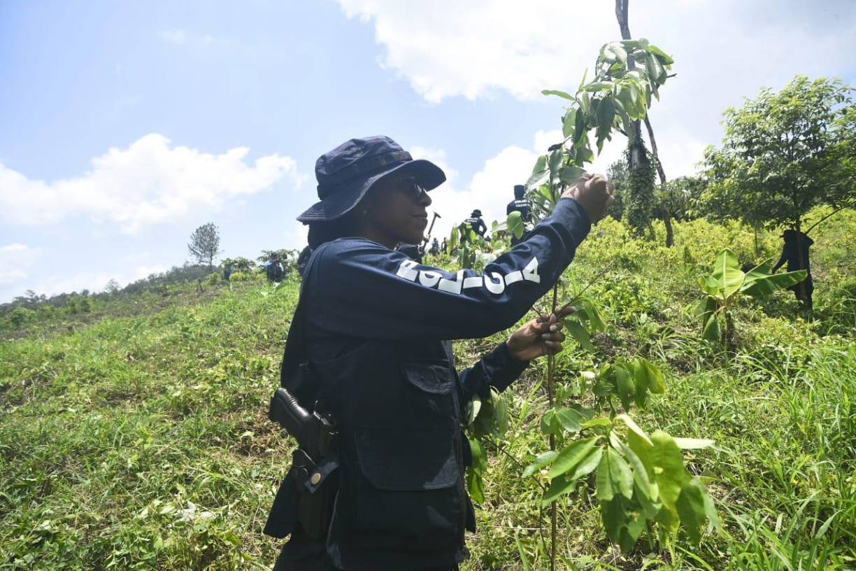 El oficial dijo que esta no es la última ni la primera plantación encontrada en Honduras, pues grupos están produciendo estas sustancias, y la labor de la policía es frenar estos ilícitos. 