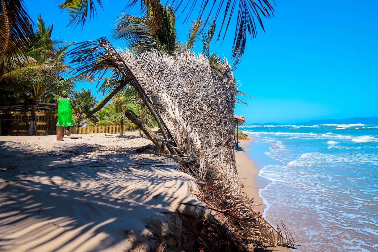 Varias champas de manaca que hasta hace poco estaban en pie para recibir a los vacacionistas que disfrutaban de la belleza de las playas de Miami están en suelo. Y eso que ha habido buen clima.
