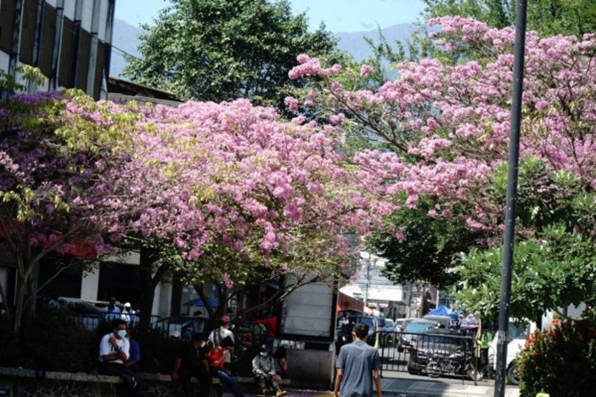 El Parque Central sampedrano se embellece año con año con estas peculiares flores. / Fotos José Cantarero