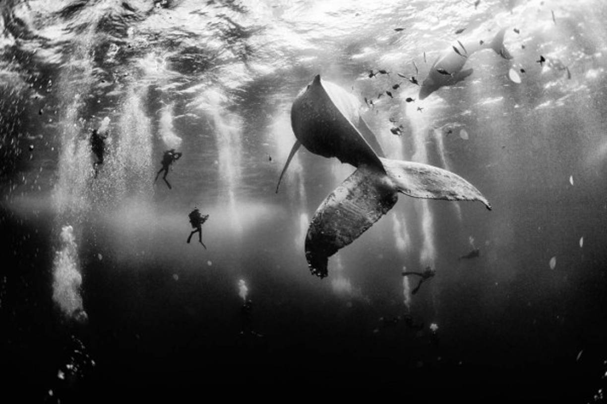 Una impresionante fotografía submarina de unos buceadores junto a una ballena jorobada tomada por el mexicano Anuar Patjane Floriuk, ganó el National Geographic Traveler Photo Contest 2015, imponiéndose a otras 17.000 imágenes.