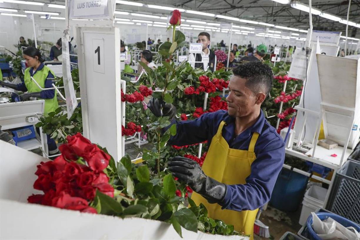 Sobre la petición del Gobierno colombiano de que los empresarios deben buscar otros mercados, para no depender tanto de EE.UU., Solano asegura que eso no se logra rápidamente y que la floricultura exporta ya a más de 100 países pero “Estados Unidos es el principal comprador de flores”.