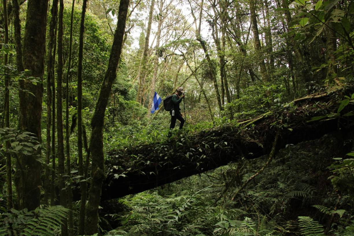 Senderismo en el Parque Nacional Montaña de Celaque; a parte del Cerro Las Minas, este parque alberga una variedad de senderos de diferentes dificultades, perfectos para los amantes de la naturaleza y el senderismo.