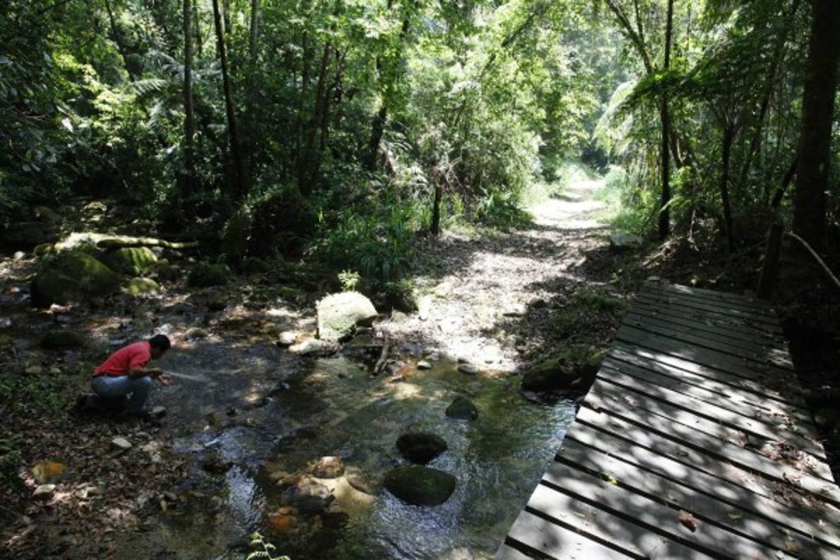 El parque nacional El Cusuco fue declarado como área protegida en 1987.