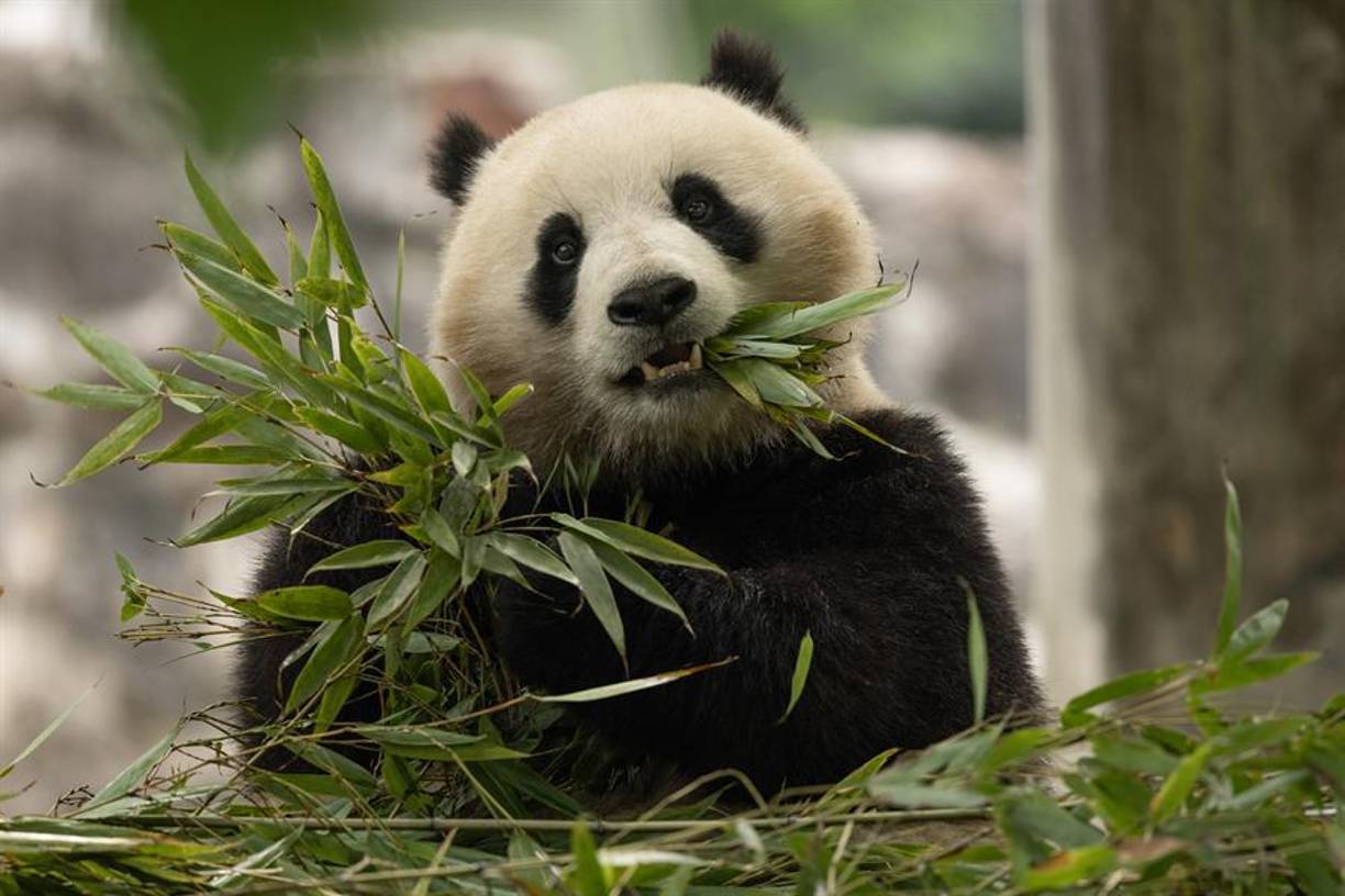 Dos osos pandas gigantes procedentes de China aterrizaron este martes en Washington para dirigirse al Zoológico Nacional de la capital estadounidense tras un acuerdo entre las autoridades de las dos superpotencias.