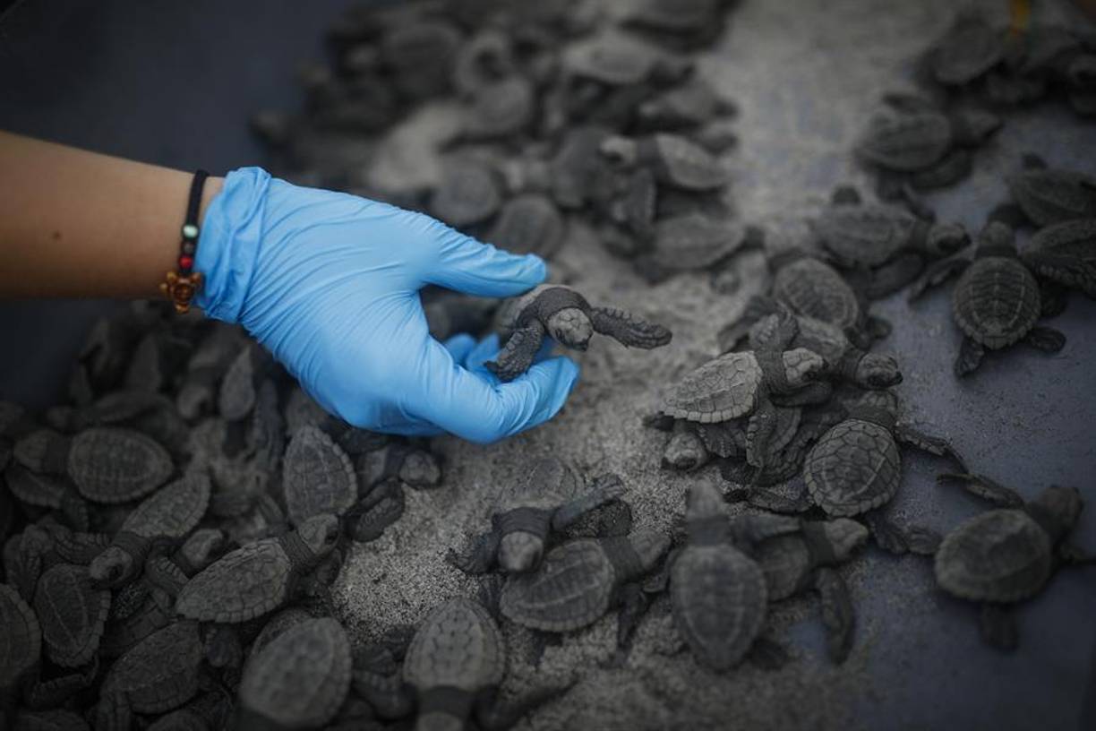 Pero uno de los principales riesgos, según hace énfasis la experta, es la pesca de arrastre en esa zona de pueblos costeros. Inclusive, detalló, ha llegado a disminuir en el número de nidadas de tortugas cuando hay esos “eventos”.