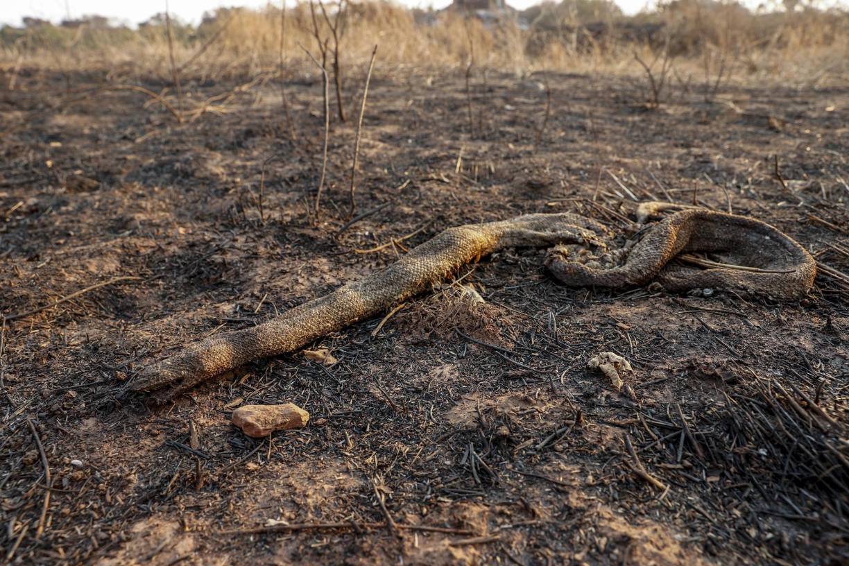 Fotografía tomada con un dron que muestra este jueves, una serpiente que murió quemada tras un incendio en la vegetación a orillas de la carretera MS-228 en el Pantanal brasileño, perteneciente a la ciudad de Corumbá (Brasil).