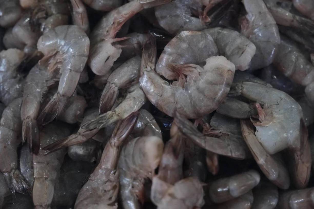 El camarón se cotiza en distintos precios de acuerdo a su tamaño. El pequeño está en L120, el simijumbo en L170 y el jumbo entre L220 y L250. 