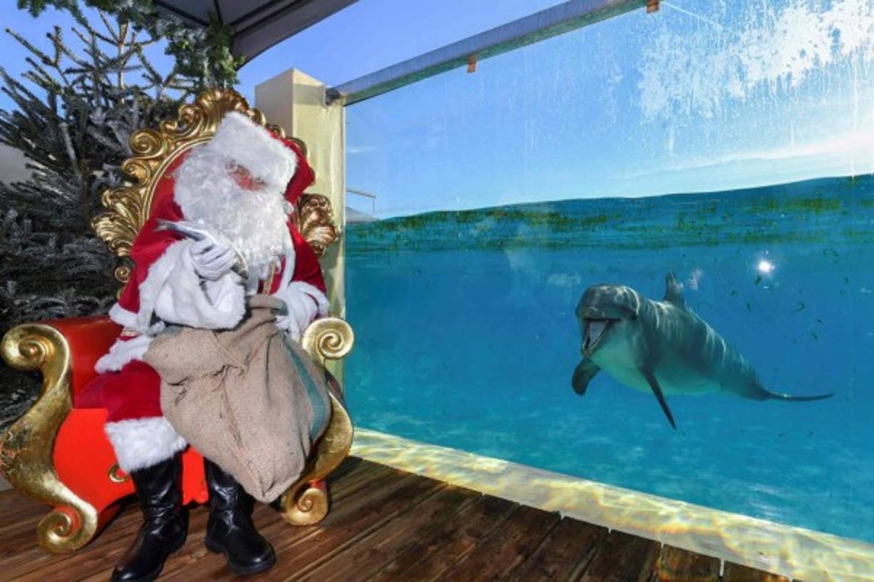 Un delfín aguarda impacientemente su regalo de navidad: unos deliciosos pescados. La curiosa imagen fue captada en el sur de Francia.
