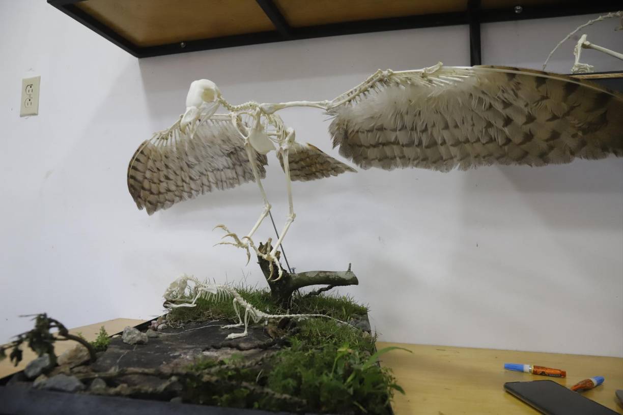 En la actualidad, Fredys trabaja en su ferretería y practica la osteotecnia y diafanización en un laboratorio que montó en casa, usando animales que encuentra muertos en la calle y material que le proveen hospitales.