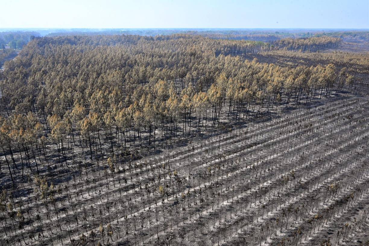En lo que va de año, España ha sufrido 390 incendios, alimentados por temperaturas muy altas, en ocasiones de más de 40 grados, y una sequía pertinaz. 