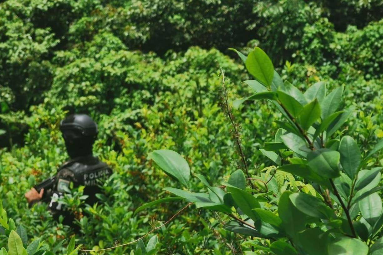 Los arbustos, sembrados en un predio de 15 manzanas (10,5 hectáreas), fueron localizados y asegurados por elementos de la Policía Militar de Orden Público (PMOP) y la Dirección de Información Estratégica del Ministerio Publico (Fiscalía), indicaron las Fuerzas Armadas en un mensaje en la red social X.