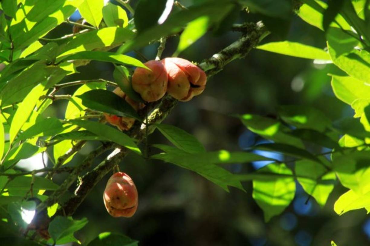 Este es el fruto del aki, Blighia sapida, árbol nativo del oeste de África y causante de la muerte de la primera esposa del doctor Popenoe.