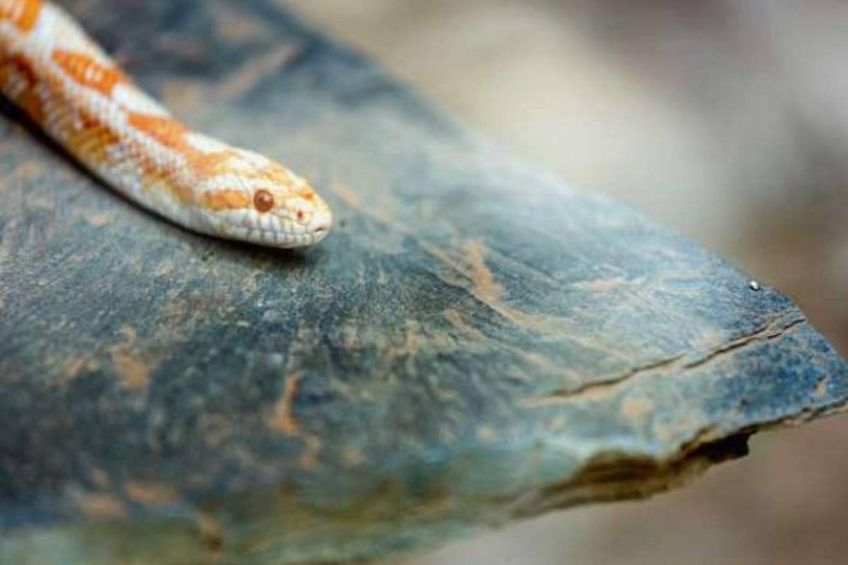 SERPIENTES ► Estos reptiles matan a 50.000 personas al año, la mayoría a causa de envenenamiento por una mordida. Las serpientes más venenosas se encuentran en África y Asia. La serpiente más mortífera es la Marina de Pico, que se encuentra en el sudeste asiático.