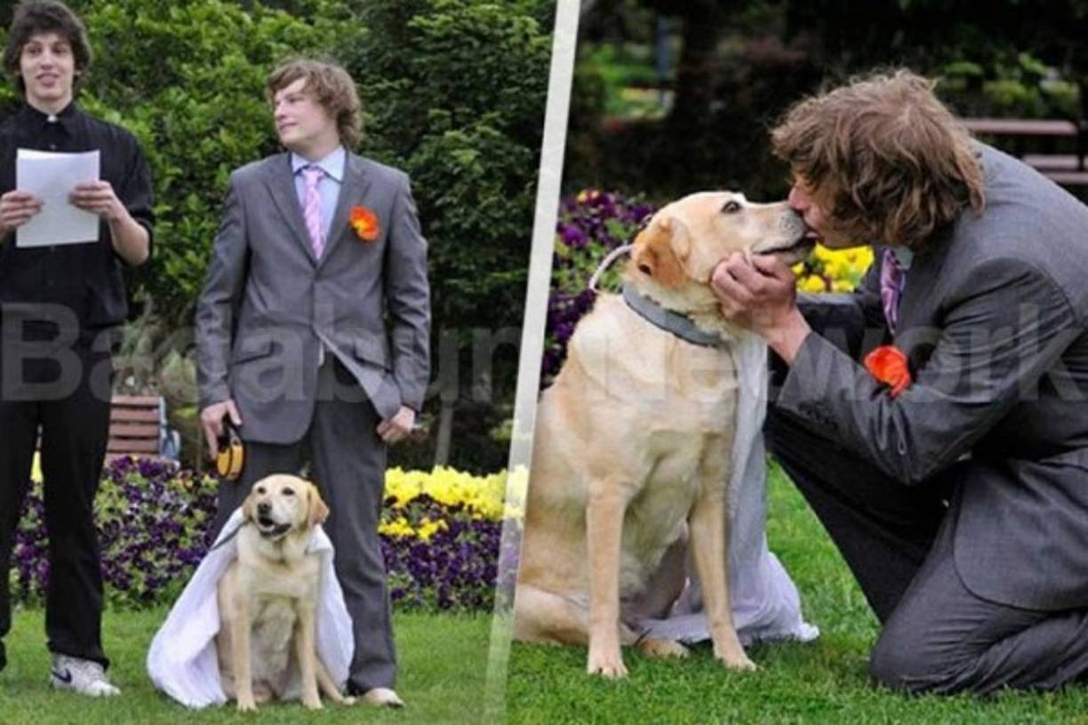 'Perro amor'... Un chico australiano de 20 años llamado Joseph Guiso se casó con su perra labrador de 5 años llamada Honey. El chico afirmó que no podía vivir con ella sin tener la bendición de Dios porque es muy religioso y no habría nada sexual.
