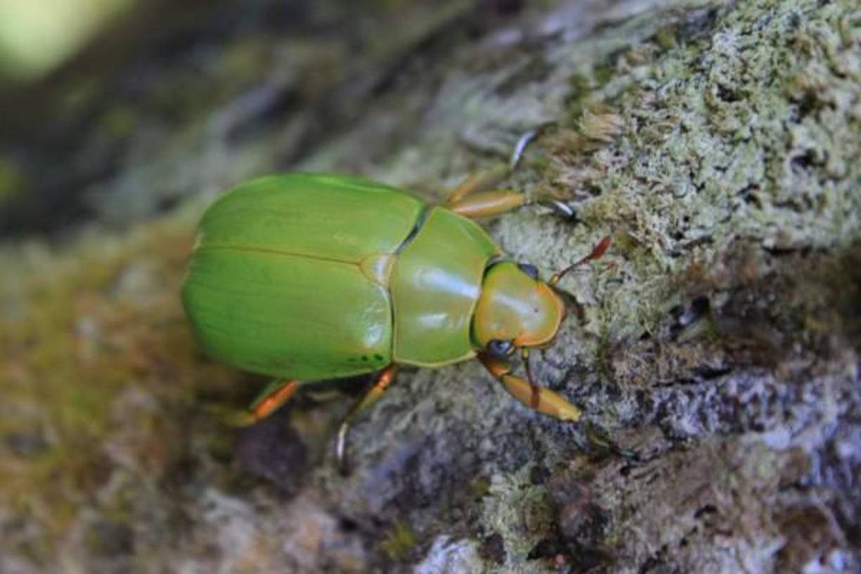 De las joyas qué encuentras en nuestra amada Honduras. Escarabajo esmeralda.