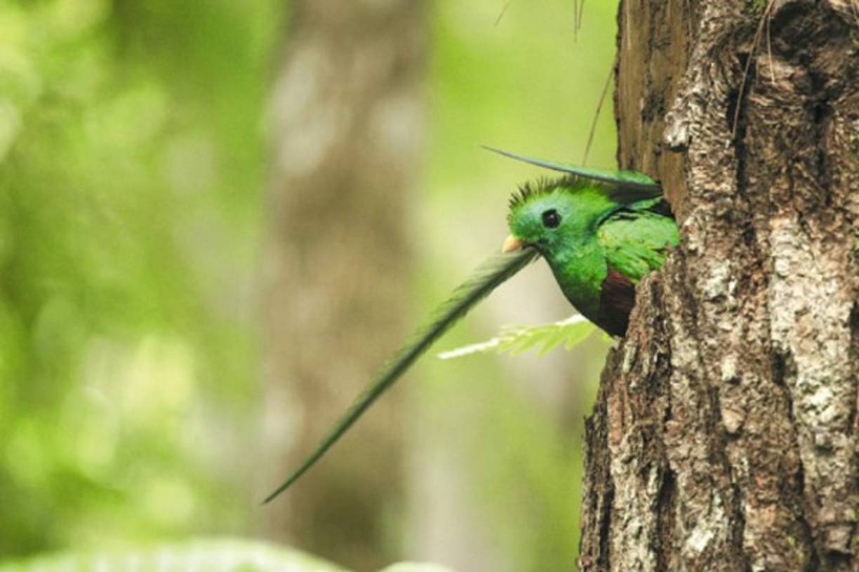El nombre del lugar se atribuye a que hace muchos años albergaba una gran cantidad de cusucos, aunque a la fecha esta especie es poca en la zona.