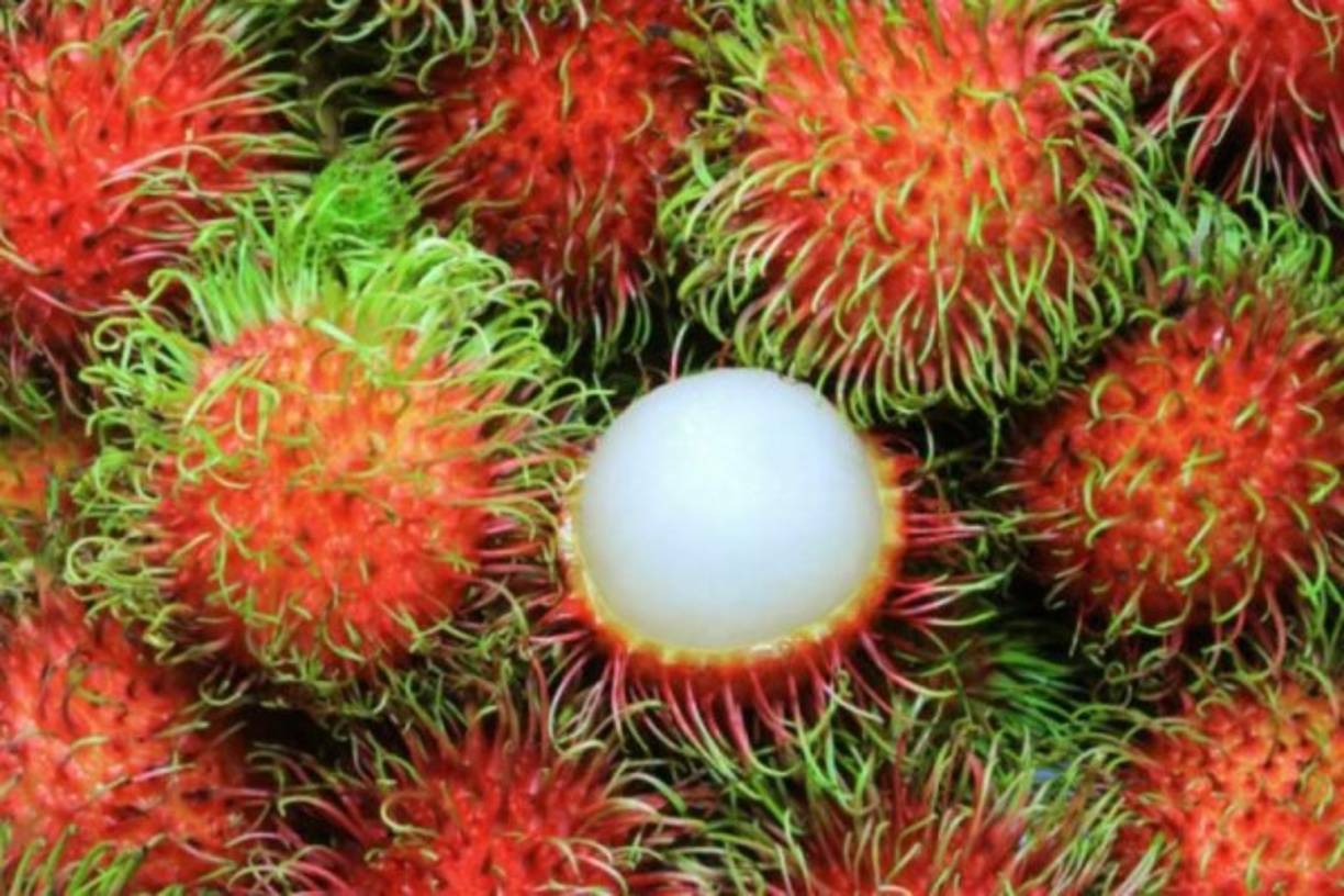 La licha o rambután es una fruta exótica.Posee un pulpa jugosa y un sabor agradable y dulce. Además es poco conocida. Sin embargo, posee beneficios muy importantes para nuestra salud.<br/>