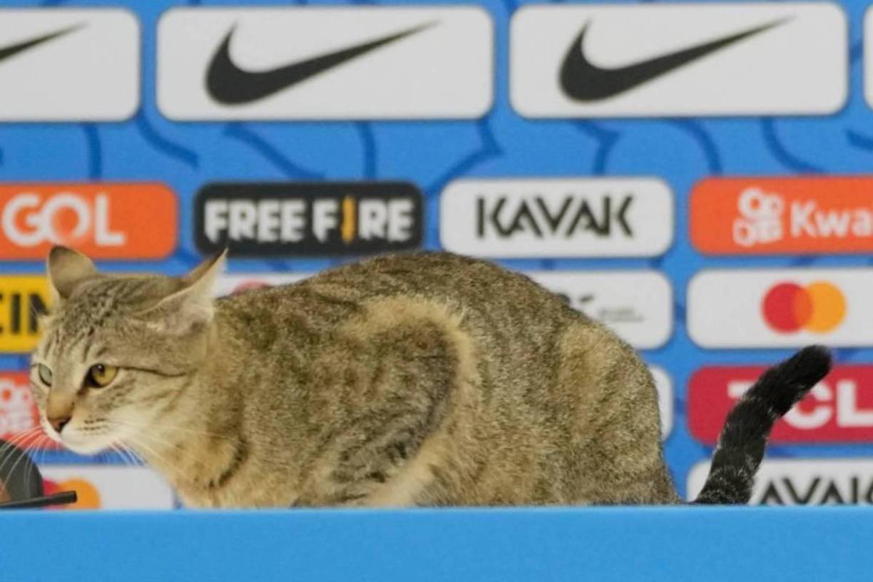 En el Mundial de Qatar 2022, este gato apareció en la conferencia de prensa de Brasil previo al choque de cuartos de final ante Croacia.