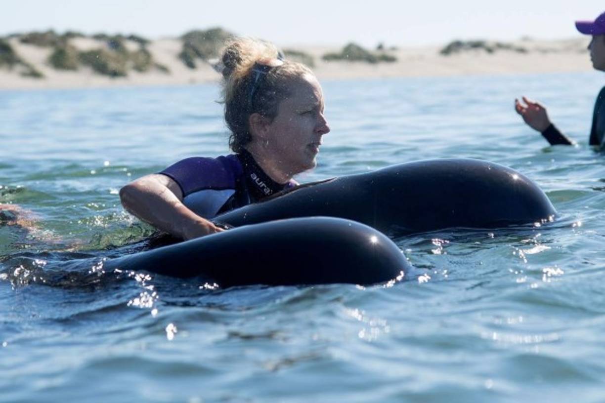 Esta voluntaria guía a una ballena rescatada de regreso a mar abierto.