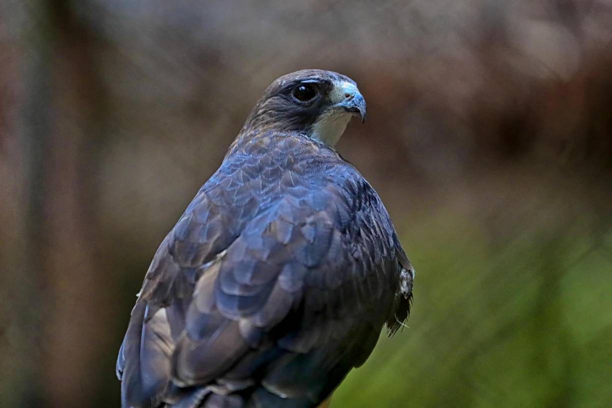 Fotografía de un Gavilán en recuperación, el 4 de junio del 2024, en el Centro Nacional de Conservación y Recuperación de Especies Rosy Walther que posee una colección de 24 especies de mamíferos, en Tegucigalpa (Honduras). 
