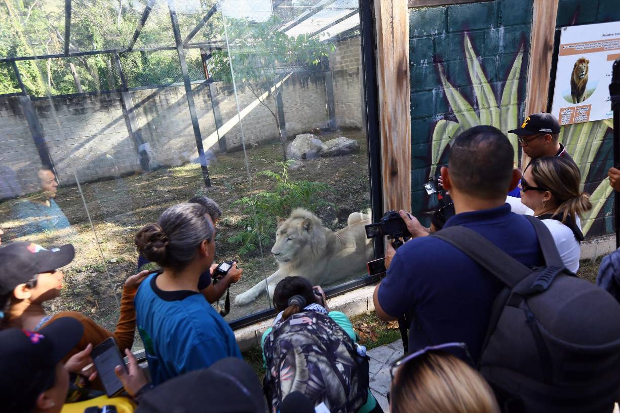 El nacimiento representa una “buena noticia” para la prolongación de esta subespecie del <b>león</b> africano que se diferencia de sus melenudos parientes (Panthera leo melanochaita) por el pelaje blanquecino, una característica que lo convierte en una rareza cuya sobrevivencia ha estado sujeta a la crianza en cautiverio.