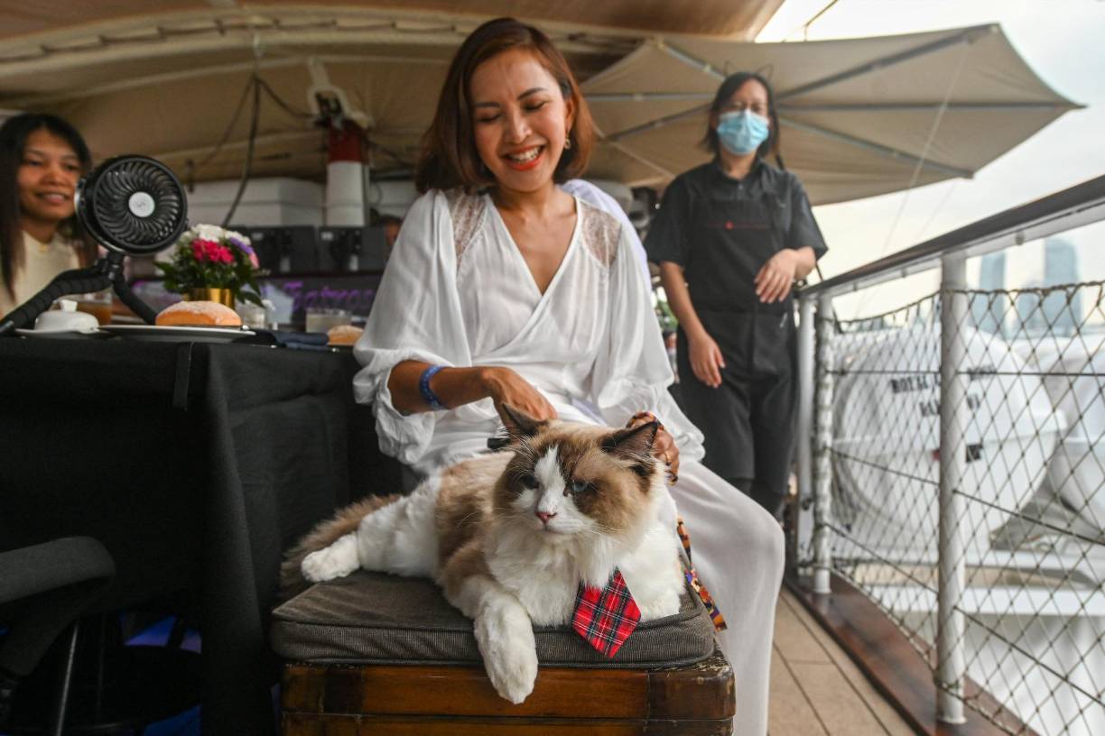 El operador de este novedoso velero lanzó en este mes de agosto estos cruceros con felinos en Singapur, después del éxito cosechado con una iniciativa parecida para perros.