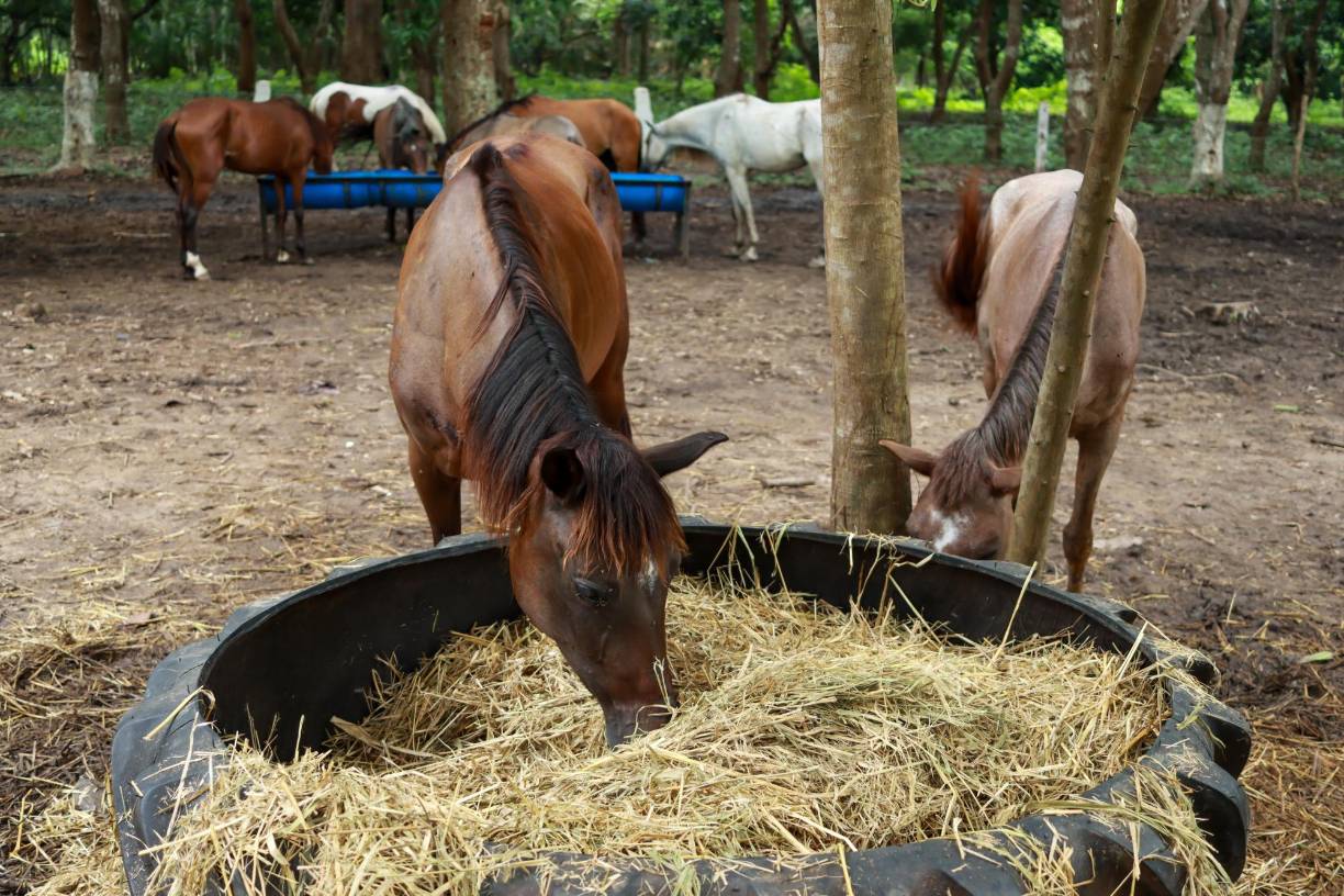 Los mismos, son llevados al Centro Municipal de Rescate Animal en el Ocotillo, San Pedro Sula, para ser recuperados y vigilados por veterinarios y especialistas en cuidado animal.