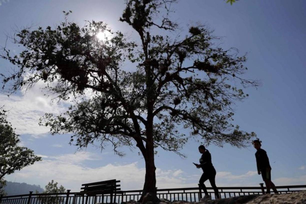 Organizaciones defensoras de los recursos naturales coinciden en que la Fiscalía del Ambiente y el Instituto de Conservación Forestal no hacen lo suficiente para frenar la acelerada destrucción de los bosques de Honduras.