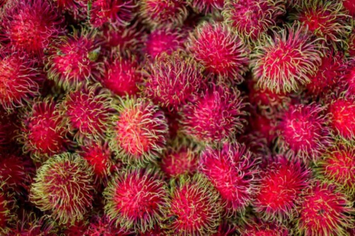 El rambután es una fruta de carácter medicinal para algunas tradiciones. En Indonesia se le utiliza desde hace muchos años como medicina adicional para los tratamientos de diabetes e hipertensión.