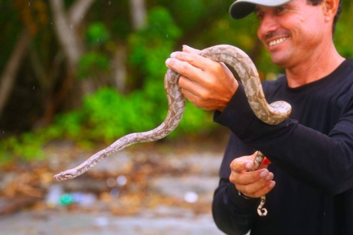 La boa rosada es uno de las joyas de este archipiélago, es endémica de Cayos Cochinos.