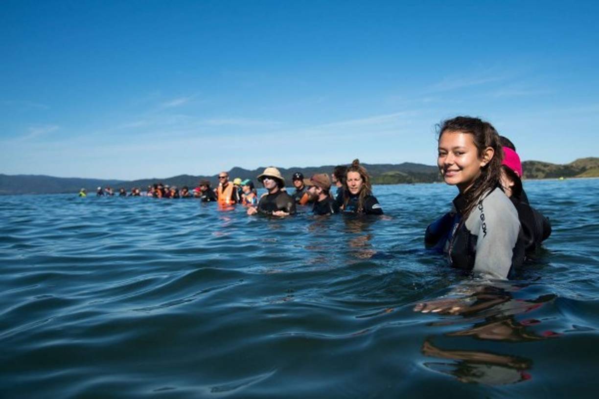 Valientemente, los voluntarios se meten al mar y forman una cadena humana para impedir que nuevas ballenas queden atrapadas en la playa. Las aguas que rodean la zona están a menudo infestadas de tiburones.