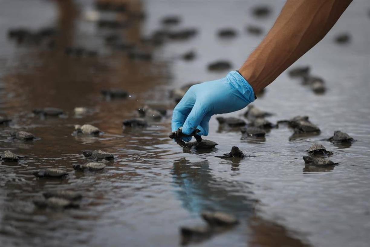 “Los nidos que dejamos en el lugar ‘in situ’ es pérdida total porque quedan ahí y los perros van prácticamente en manada, en jaurías, a depredar en toda la playa. Estos perros son abandonados (...) pues no tienen más que alimentarse que de los nidos de las tortugas”, lamentó Moreno.