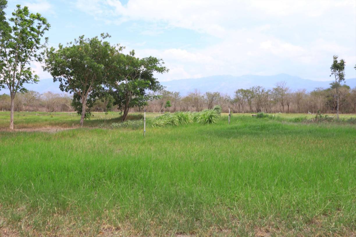 Para los ganaderos, ha sido normal enfrentarse a tres o cuatro meses de estación seca, pero que se prolongue representa un problema mayor.