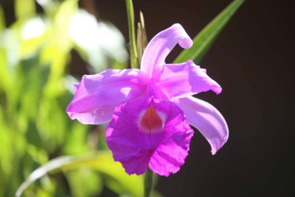 La flora del Cusuco es muy diversa, a lo largo de su extensión alberga más de 900 diferentes formas de vida vegetal.