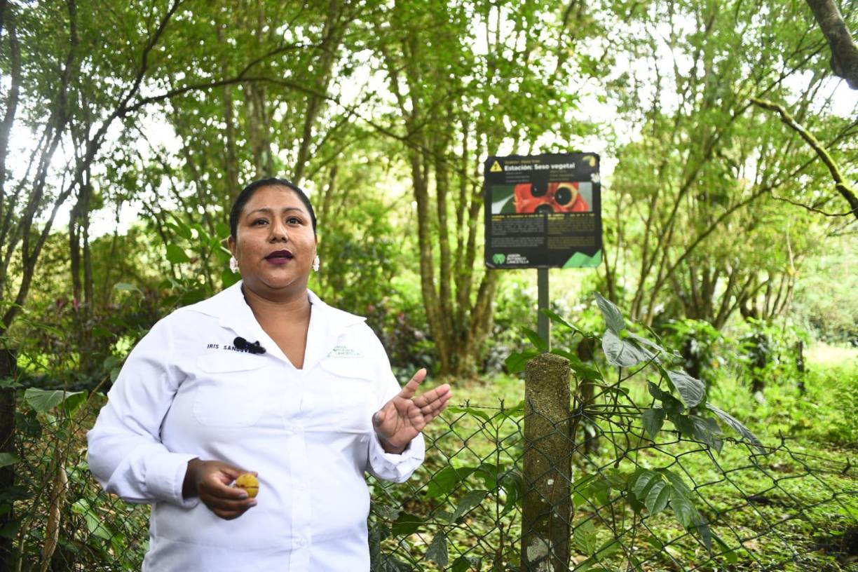 El origen de Lancetilla data desde el año 1925, cuando la United Fruit Company fundó el departamento de investigaciones científicas en Tela, Atlántida, con el propósito de estudiar las enfermedades del banano. En el año 1926, el Jardín Botánico y Centro de Investigación Lancetilla fue fundado con el nombre de Estación Lancetilla, bajo la dirección del distinguido Horticultor Tropical Dr. Wilson Popenoe. 
