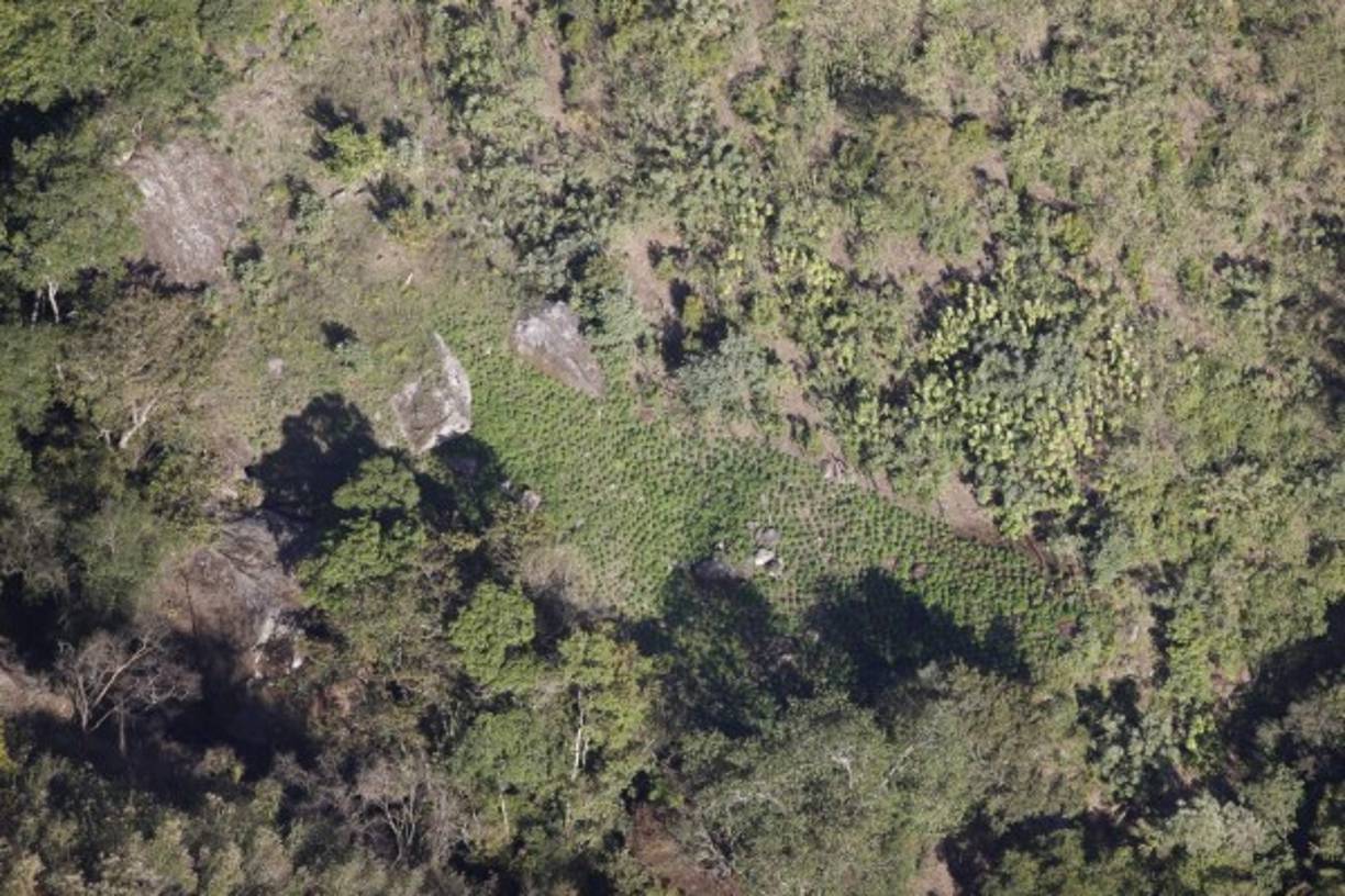 Las condiciones climáticas de la zona son favorables para el crecimiento de la marihuana, además de a estar ubicado en una zona estratégica que impide que las fuerzas armadas puedan sobrevolar y localizar de manera sencilla estos cultivos.