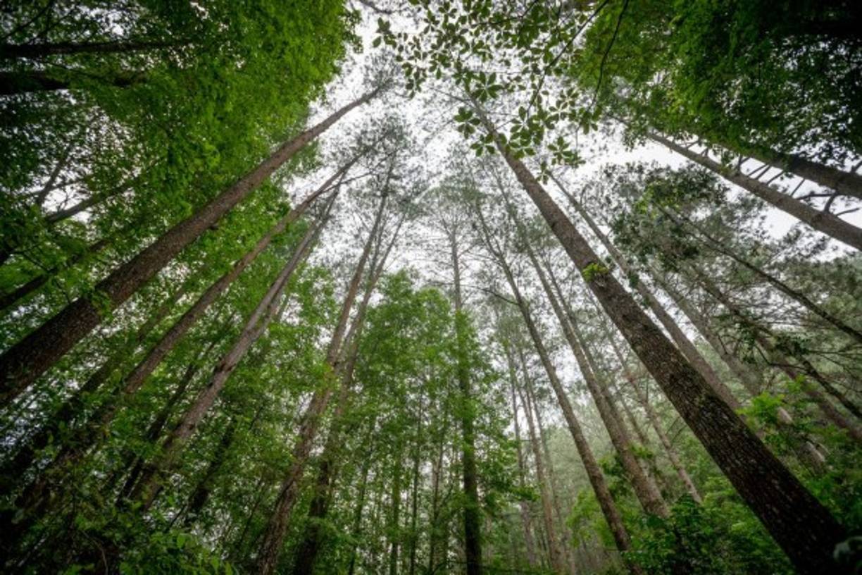 Autoridades locales promueven acciones para proteger la reserva en conjunto con los pobladores de 11 comunidades de Lempira.