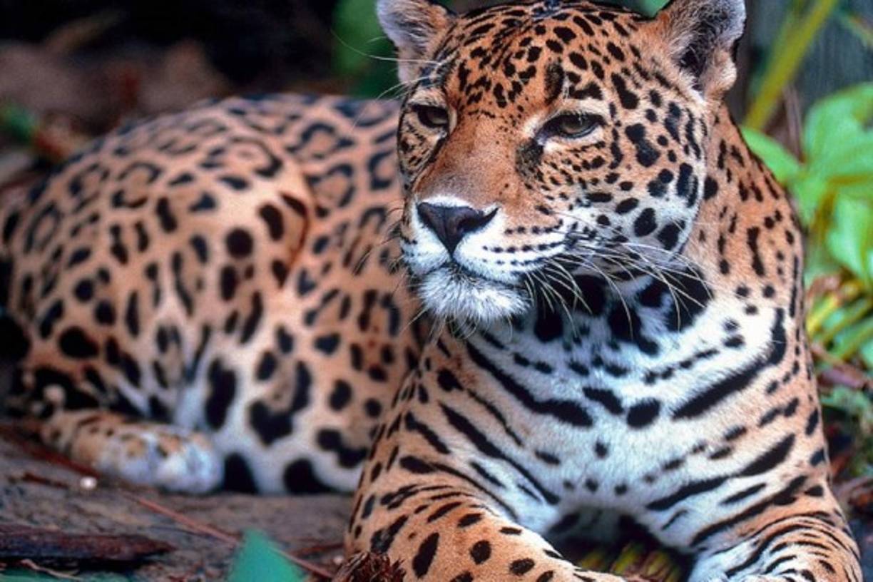 9. Extinción masiva de especies<br/><br/>La desertificación, el aumento de las temperaturas de los océanos y la deforestación están contribuyendo a los cambios irreversibles que se están produciendo en el ambiente natural y ponen en peligro a varias especies de animales, que pronto podrían extinguirse.<br/><br/><br/>