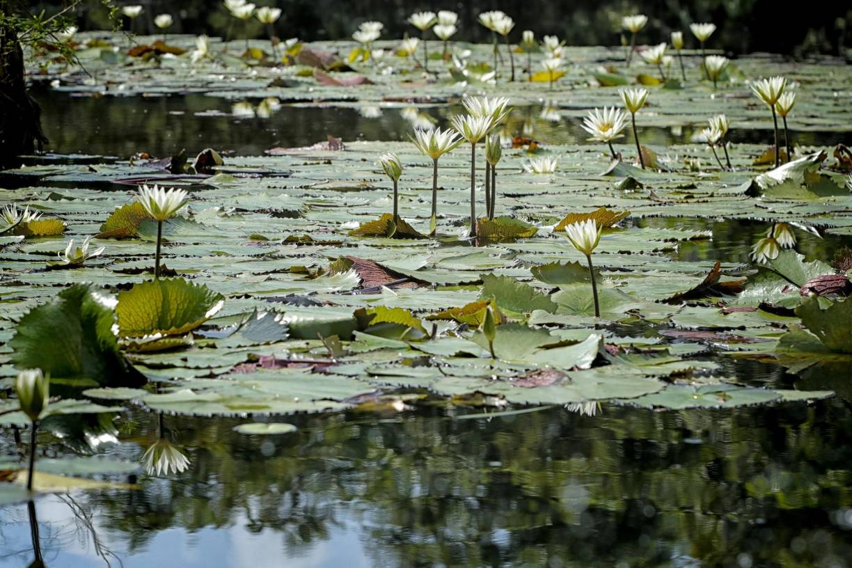 Gran cantidad de flores yacen sobre los humedales del Rio Ribra. 