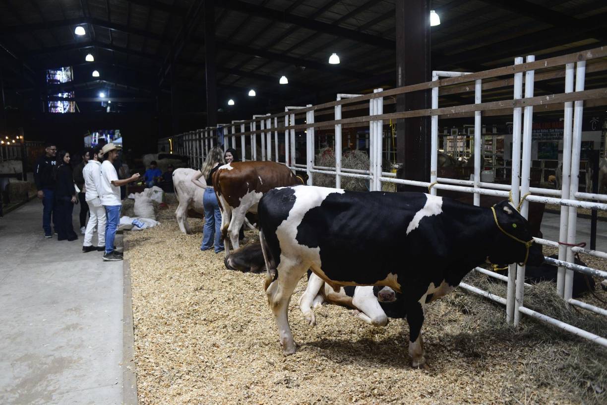 María Montalván, directora de feria del Campo Agas, declaró que este año celebran su 55 exposición ganadera, agrícola, comercial eindustrial que se desarrollara de ayer jueves 22 de junio al 2 de julio.