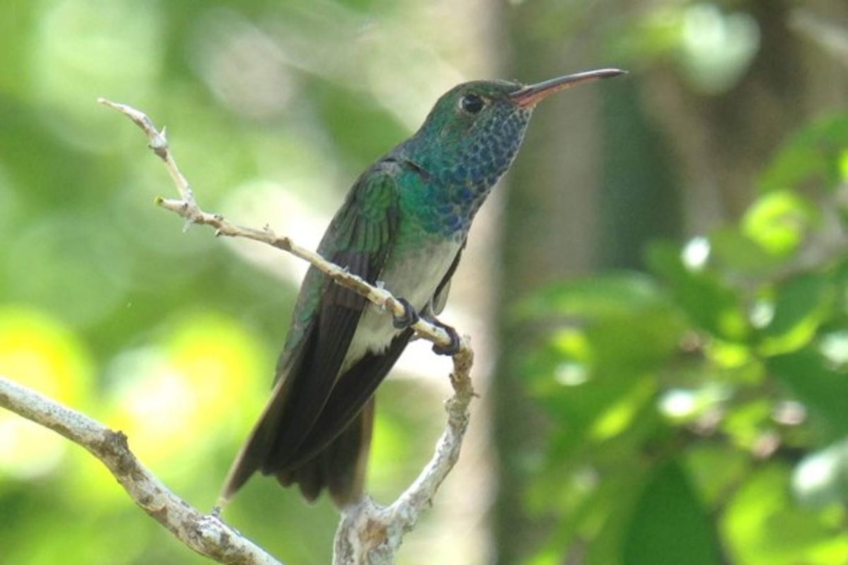 El colibrí esmeralda.Su hábitat se encuentra en los bosques y matorrales tanto tropicales como no tropicales. La deforestación y la pérdida de su hábitat la han colocado como una espécie endémica, es decir, que debido a su naturaleza no se avista en ningún otro lugar del mundo. En Honduras se observa en el departamento de Yoro y Santa Bárbara.Foto:medioambientejocon1805.blogspot.com