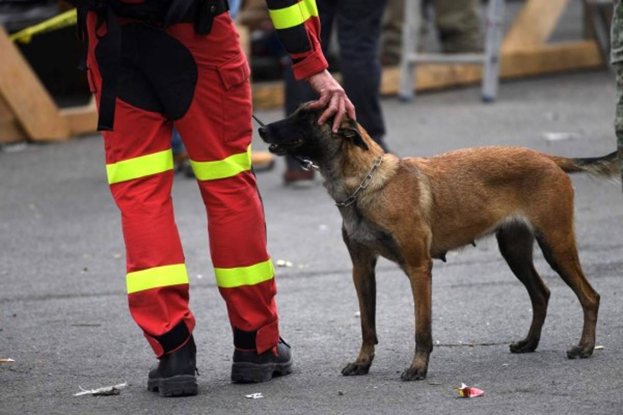 Todo estos héroes caninos representan el amor incondicional propio de esta noble especie.<br/><br/>(AFP / PEDRO PARDO)