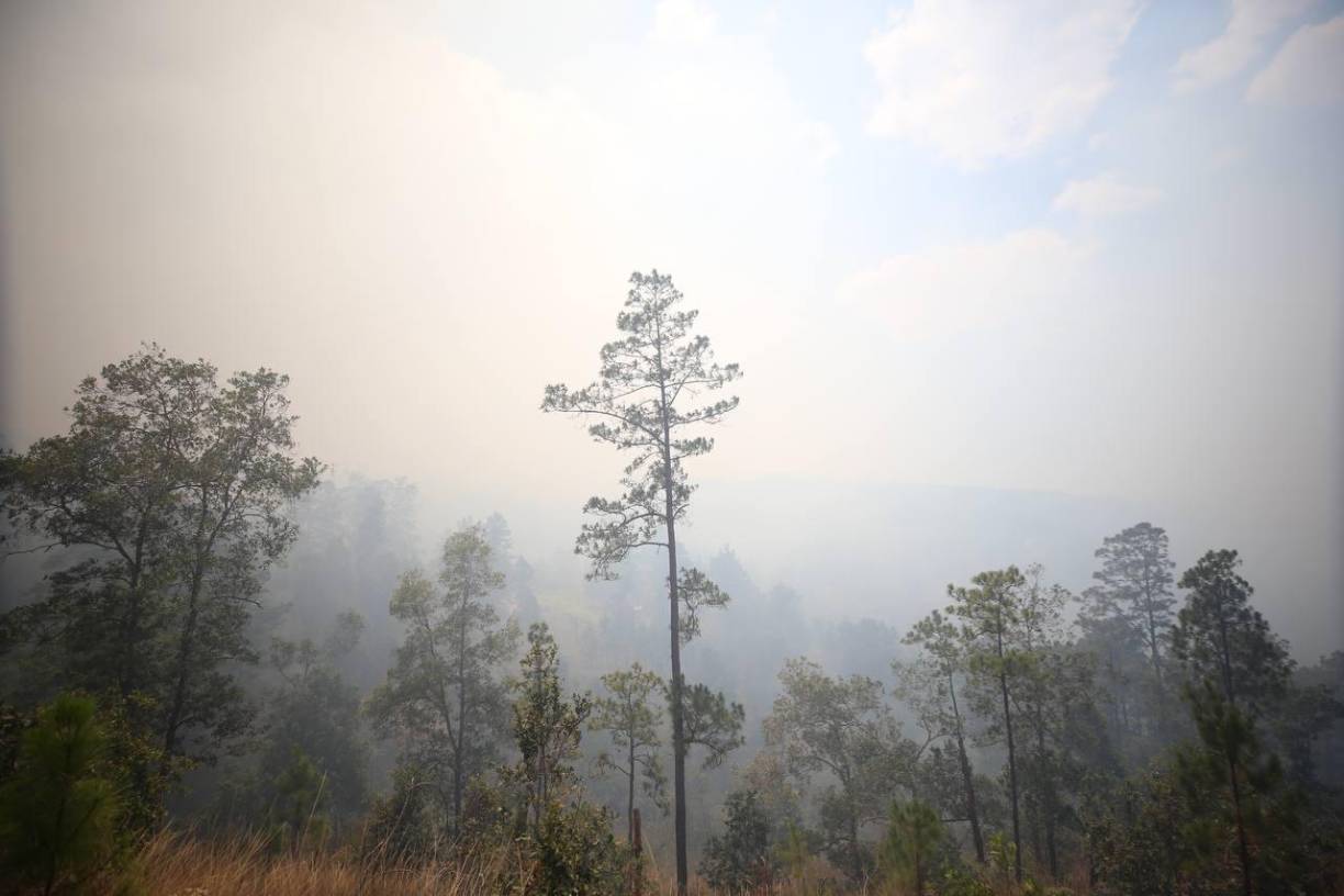“Infierno” en La Tigra: imágenes del incendio que causó desastre