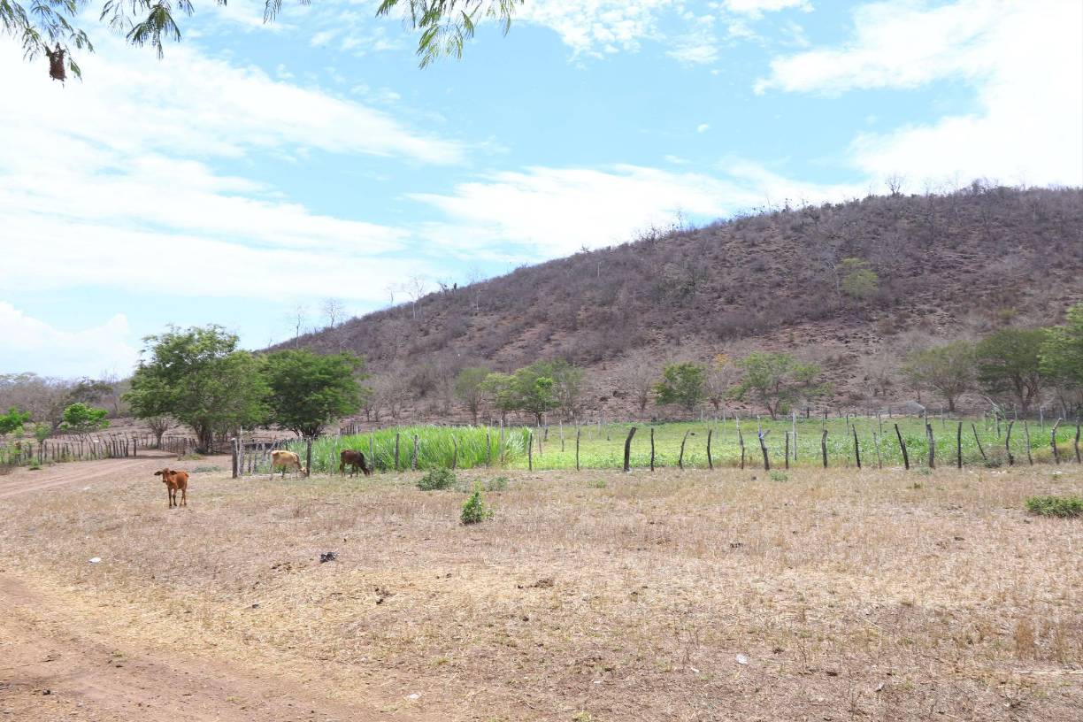 El alcalde de Olanchito Juan Carlos Molina, dijo que el gobierno se está quedando corto ante un fenómeno del cual la misma Secretaria de Agricultura y Ganadería (Sag) tenía conocimiento, pero no ven presencia de nada. Aunque sí han visto el apoyo de la Sag en los municipios del corredor seco, recordó que la crisis en la región del Aguán es igual.