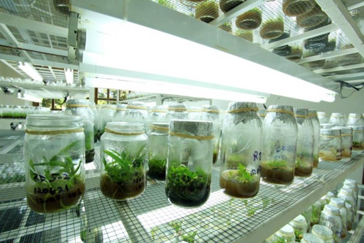 Laboratorio. De micropropagación trabaja en la conservación y propagación de especies de orquídeas nativas.