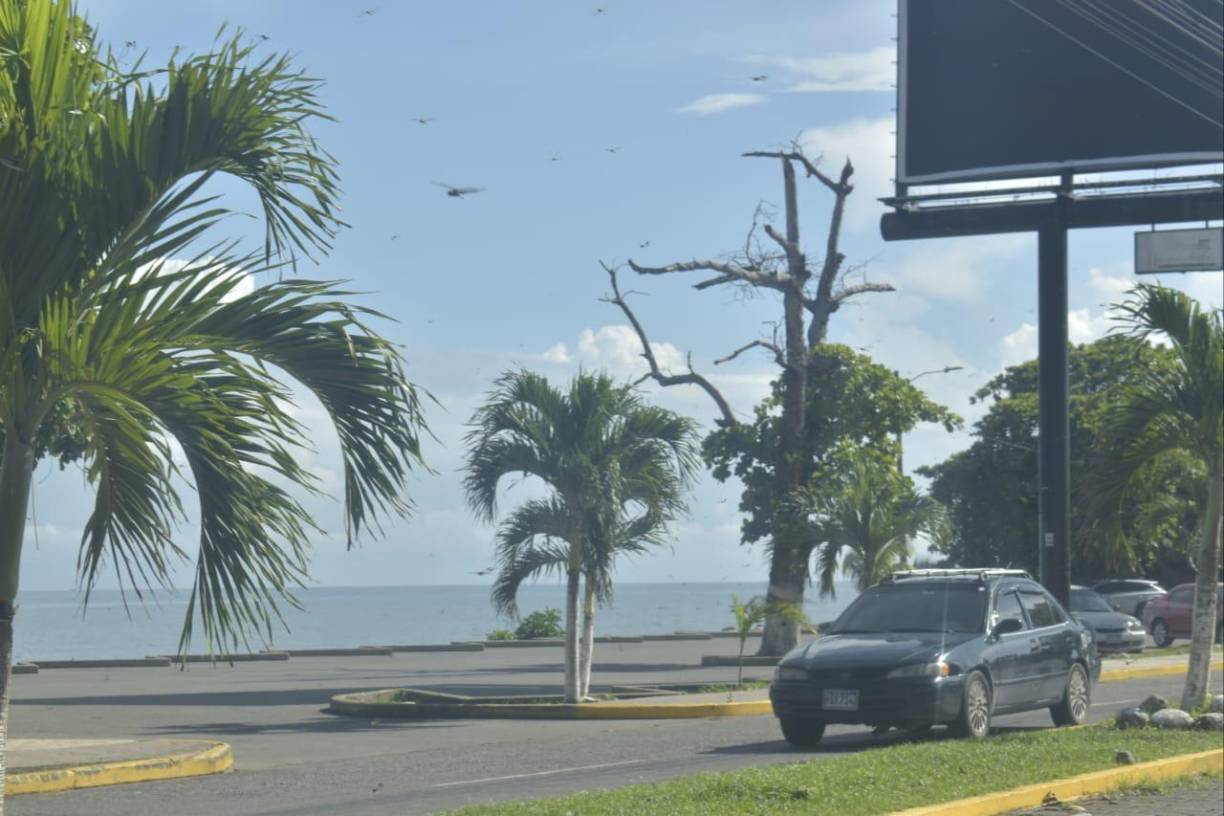 Cuando aparece esa cantidad de Libélulas es porque va a llover, y efectivamente en la tarde del sábado, las lluvias cayeron en el sur de la ciudad, con truenos y descargas eléctricas. 