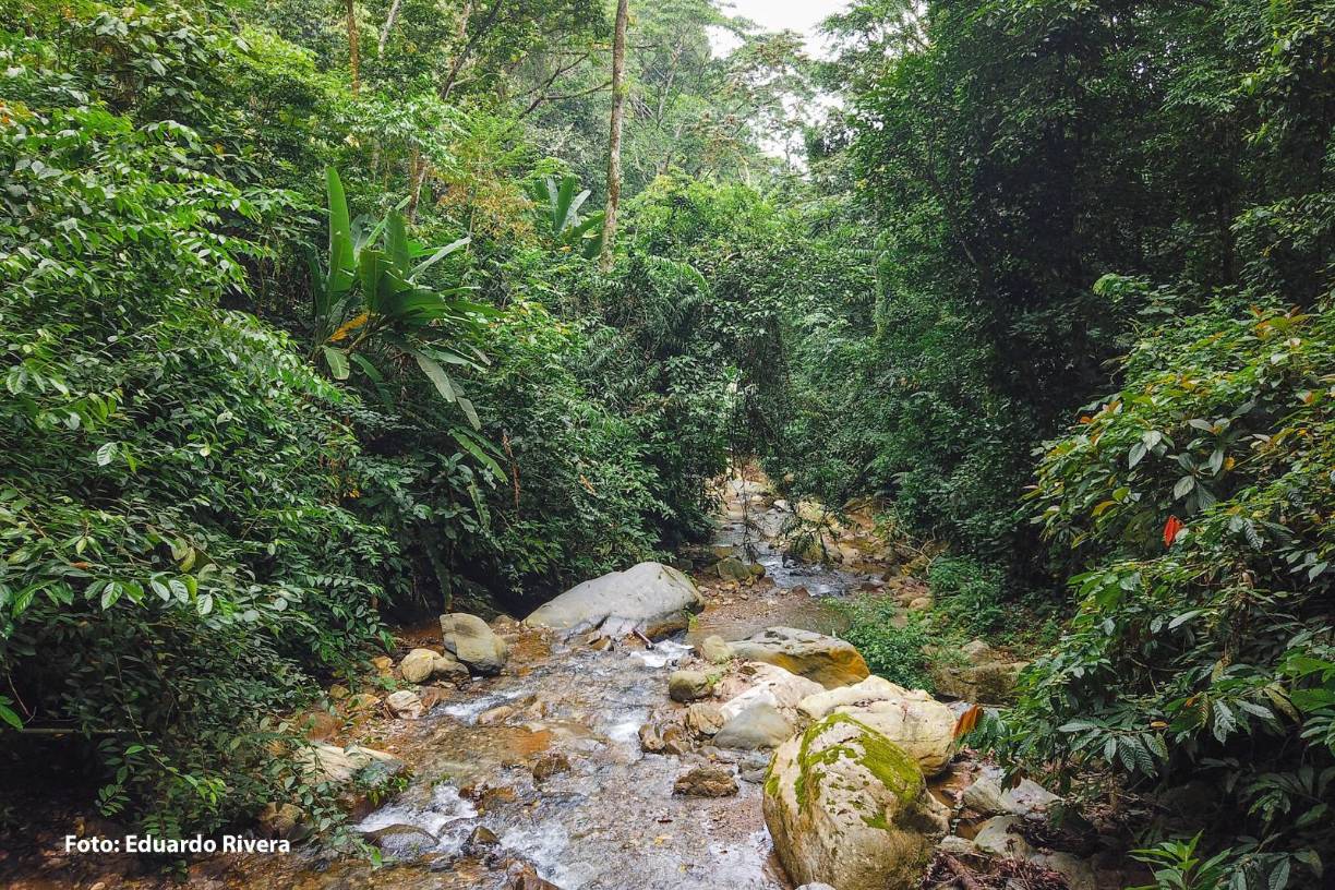 <b>Las áreas protegidas son sitios Ramsar y zonas marino-costeras. Tiene un alto índice de especies de flora y fauna endémicas y críticamente amenazadas (de acuerdo con la Lista Roja de la UICN) realzando su relevancia para la conservación a nivel global. El corredor funge como una importante estación para aves migratorias por su característica ecosistémica.</b>