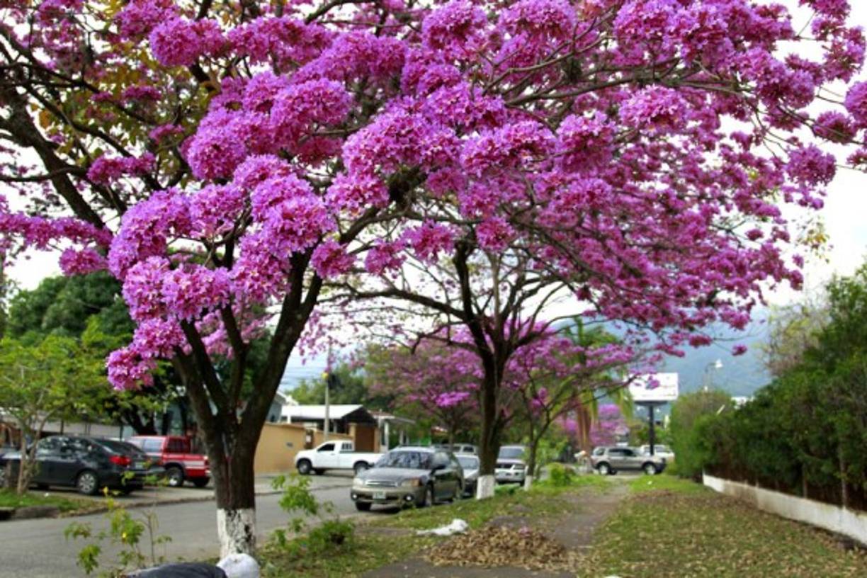 Las bellas flores color rosa aparecen en la época seca, entre febrero y abril.