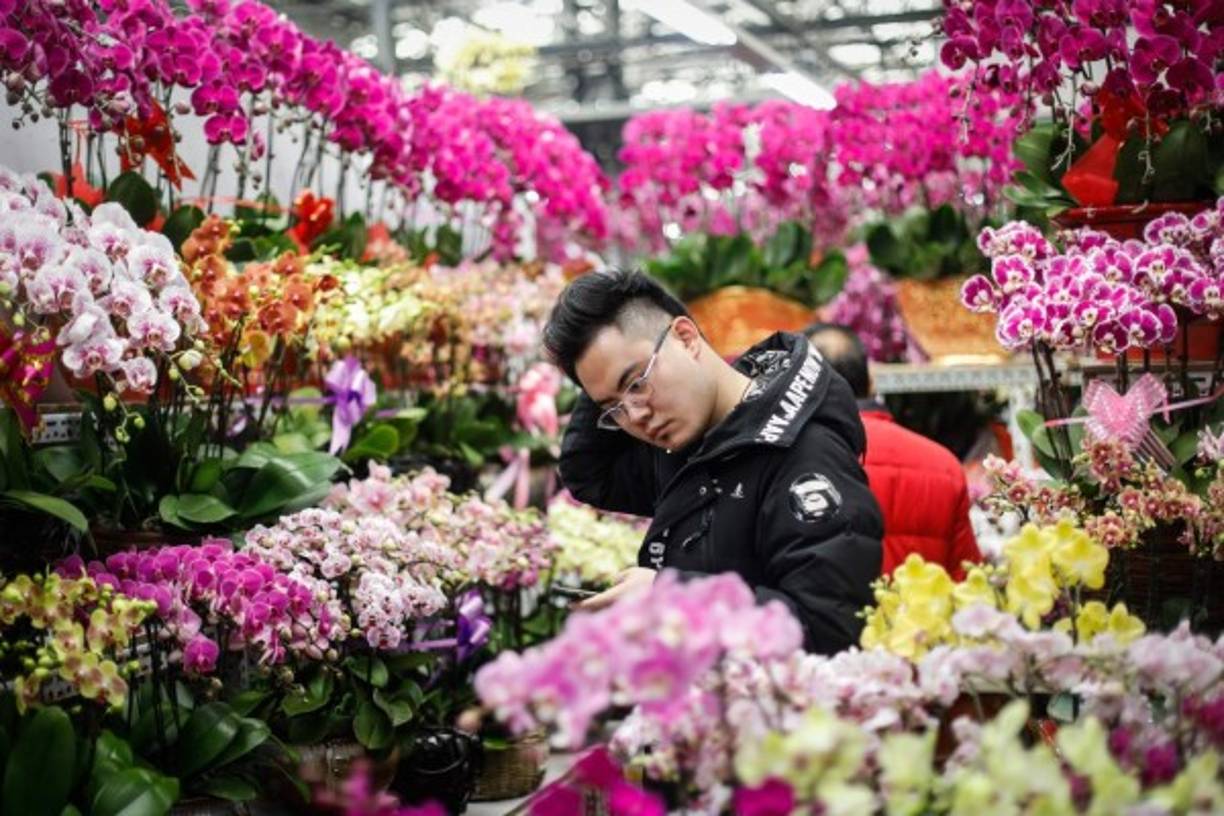 Las flores, procedentes de Bogotá, Medellín y Quito, fueron transportadas a países como Estados Unidos, Puerto Rico, Holanda, Reino Unido, Australia, España, Alemania y Canadá, entre otros.